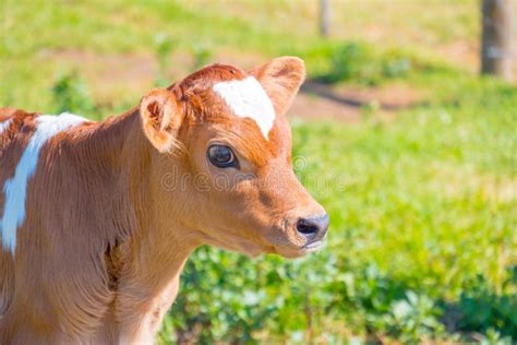 Milking cow on a farm stock photo. Image of beef, farming - 152858674