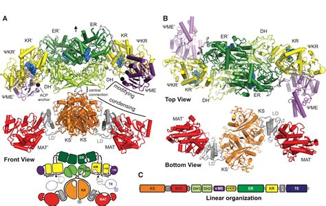 The Crystal Structure of a Mammalian Fatty Acid Synthase | Science