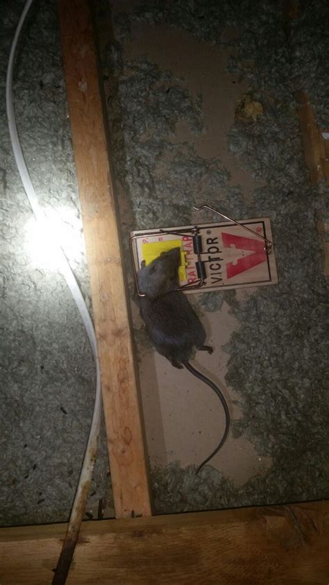 Got roof rats in you're attic? We can help. http://www ...