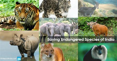 Top 138+ Endangered and extinct plants and animals - Merkantilaklubben.org