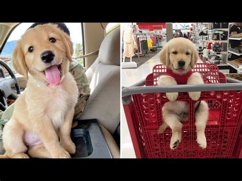 Funniest & Cutest Golden Retriever Puppies #39- Funny Puppy Videos 2019 ...