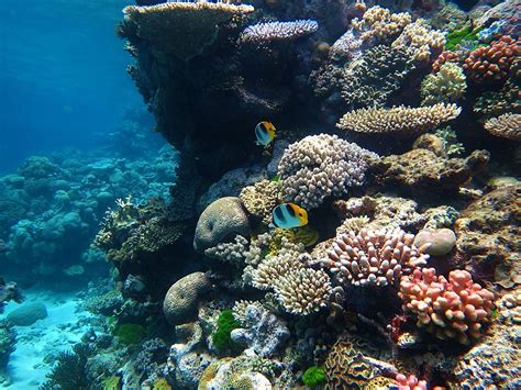 Climate change causes another year of record highest ever coral cover ...