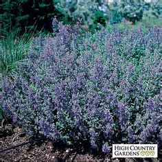 9 Rabbit Resistant Plants ideas | plants, high country gardens ...