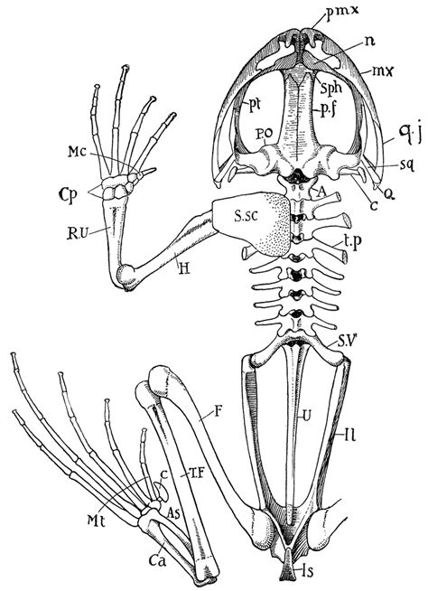 simple skeletal system