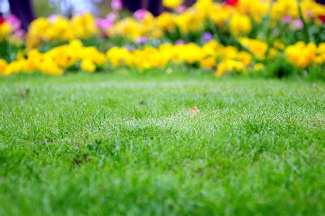 Kentucky Bluegrass: Care and Maintenance - Quantico Creek Sod Farms