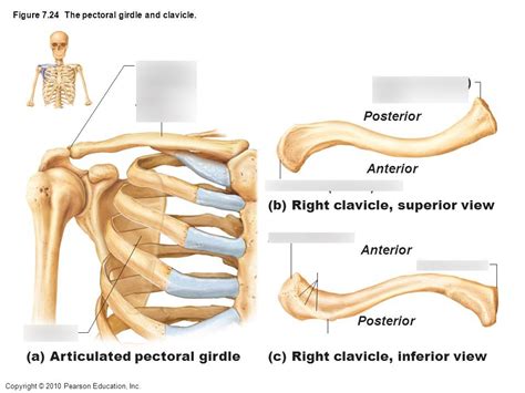 Clavicle Diagram | Quizlet