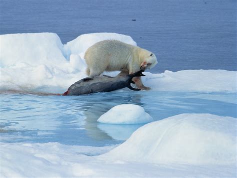 Polar Bear Evolution Was Fast and Furious | Science | AAAS