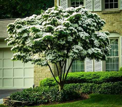 White Kousa Dogwood Trees For Sale | The Tree Center™