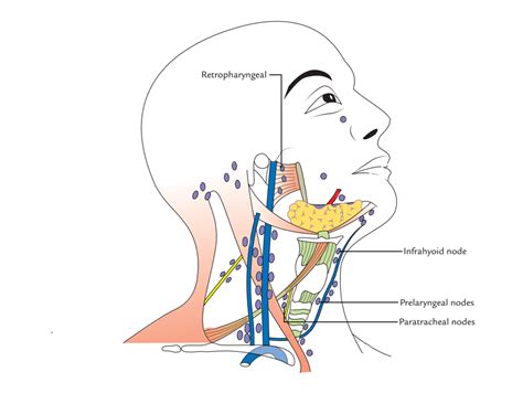 What Specific Region Does The Buccal Lymph Node Drain - Best Drain ...