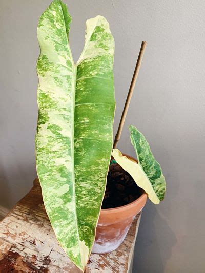 Variegated Philodendron Billietiae Plant Care & Propagation - Homeluxuryz