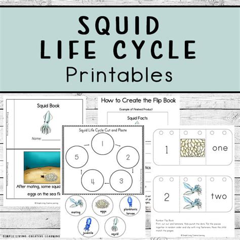 Life Cycle Of Squid