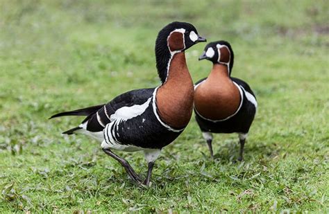 The Red-Breasted Goose - One Of The Most Pretty Geese In The World