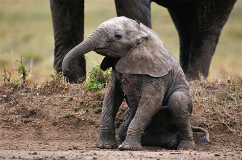 Elephant Filmed Giving Birth in Wild in Incredibly Rare Footage - Newsweek