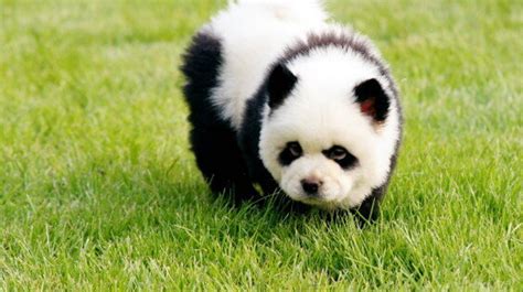 Panda Dogs Are Dogs That Look Like Pandas (PHOTOS) | HuffPost Canada Life