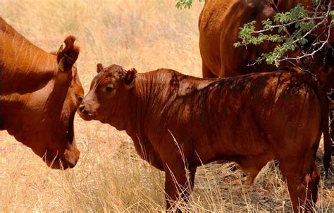 Hartebeestloop Gallery - Bonsmara Calves | Cow calf, Cattle, Dairy breeds