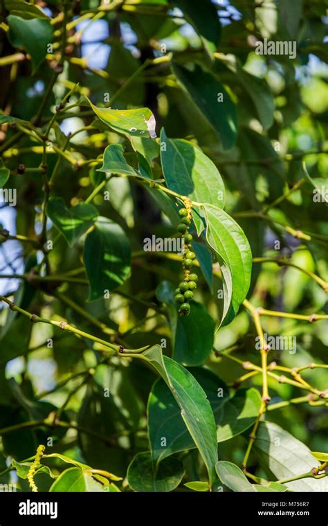 Kampot pepper farm, pepper plant growing, Kampot, Cambodia Stock Photo ...