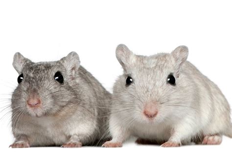 Gerbil Breeding: A Complete Guide To Breeding Gerbils