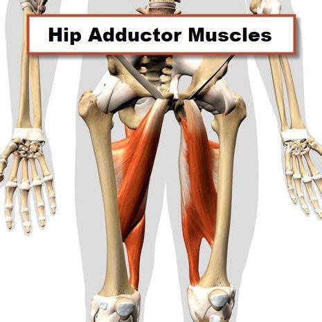 Leg Adductor Anatomy