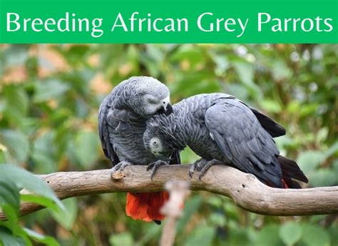 Breeding African Grey Parrots(Vet's Guide 2024) - imparrot