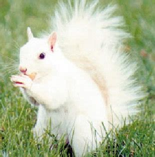 Home to the White Squirrel