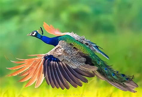 The flight | Peacock flying, Animals beautiful, Peacock pictures