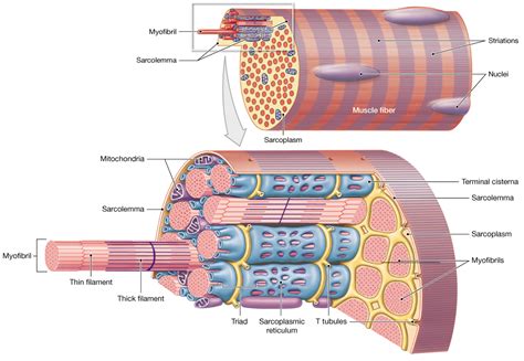 Skeletal Muscle Fiber Anatomy