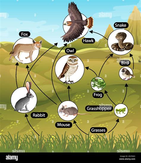 Simple Grassland Food Chain