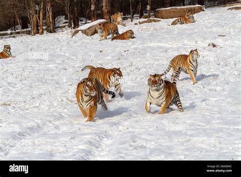 Siberian tigers in the tiger conservation park in Hailin, Heilongjiang ...