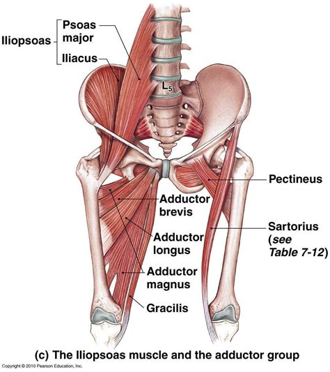 The muscles of the hip have to work... - NeuroKinetic Therapy