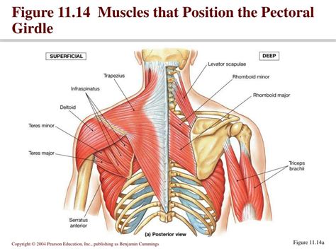 PPT - Chapter 11, part 3 PowerPoint Presentation, free download - ID ...