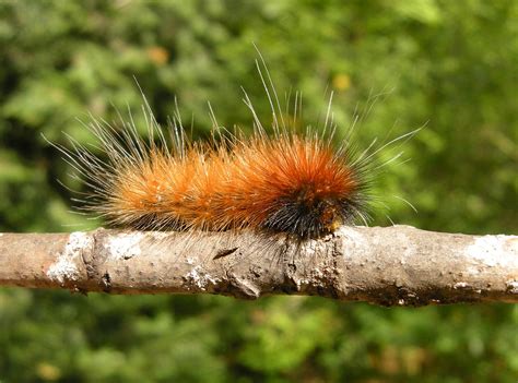 Virginian tiger moth (Spilosoma virginica) | Virginian tiger… | Flickr