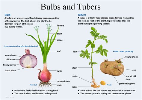 Bulbs and Tubers | Teaching plants, Plant structure, Biology plants