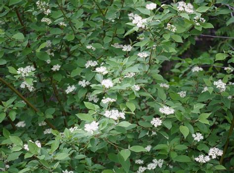 Red Osier Dogwood: a perfect four season native shrub – The Corner ...