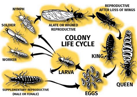 Life Cycle Of A Termite - Termites Info | Life cycles, Termites ...