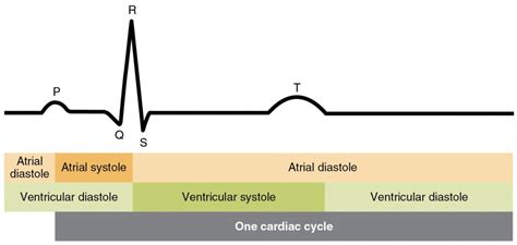 Cardiac Cycle | Anatomy and Physiology II