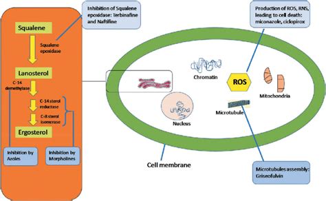 Mechanism of action of antifungal agents along with their target sites ...