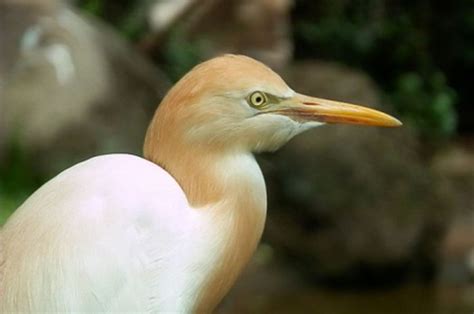 Burung Kuntul Kerbau - Bobo