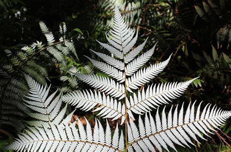 Blog Archives - Silver Fern Flag