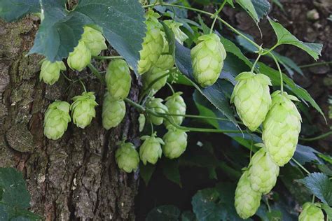 Hops - growing, care and trimming