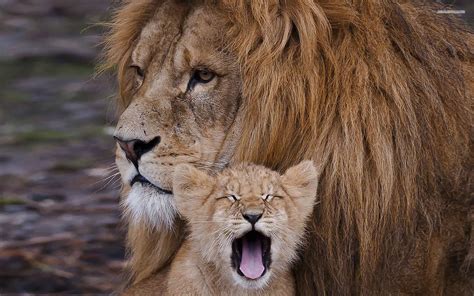 Cute Lion Cubs Wallpaper - WallpaperSafari