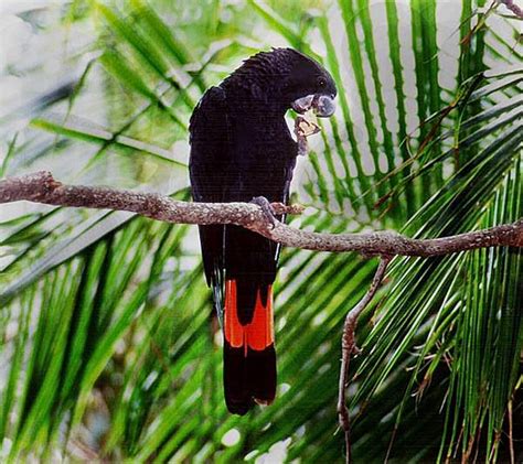 Ovaltes: Red Tailed Black Cockatoo Breeding Habitat and Consrvation