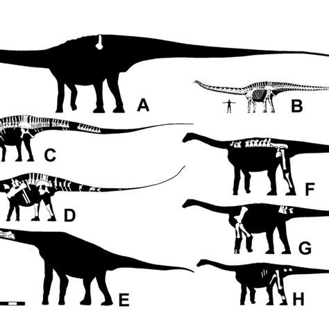 (PDF) Biggest of the big: a critical re-evaluation of the mega-sauropod ...