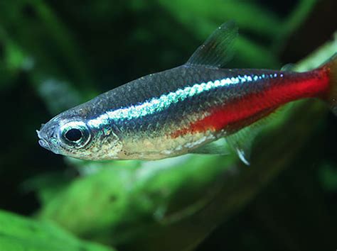 The eight best tropical fish for aquariums, and five to add with ...