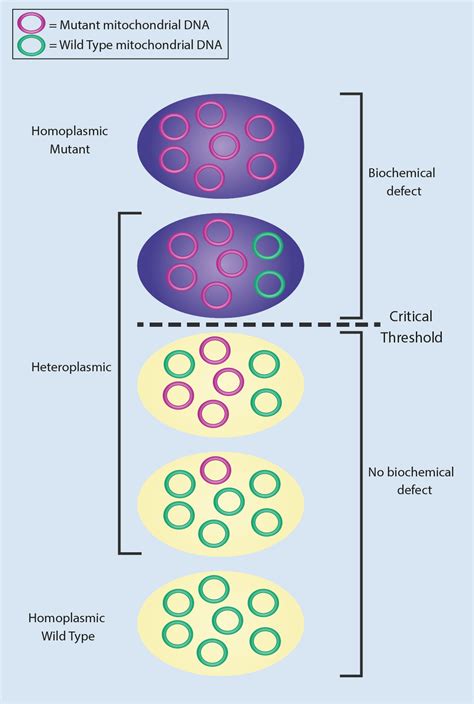 Wellcome Trust Centre for Mitochondrial Research Newcastle UK