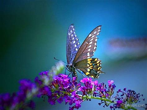 Pretty Butterfly Wallpapers - Wallpaper Cave