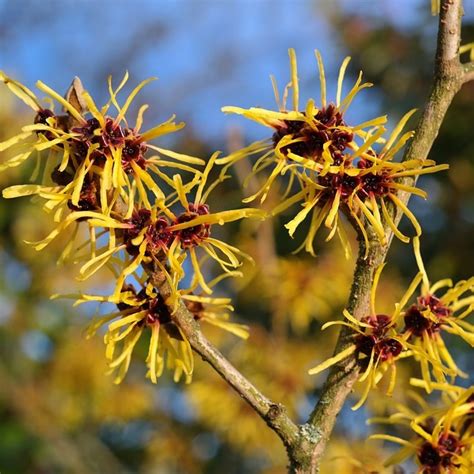 Hamamelis virginiana: 'Witch Hazel' | College of Agriculture, Forestry ...