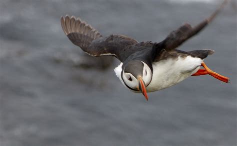 Puffin,bird flying,wing,nature,flying - free image from needpix.com