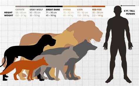 Wolf Size Comparison: How Big Are Wolves vs Dogs, Humans...?