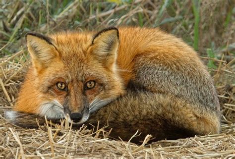 Red Foxes live in different types of biomes like forests, grasslands ...