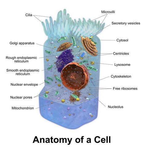 Mitochondria Facts and Disease: DNA Outside the Nucleus - Owlcation